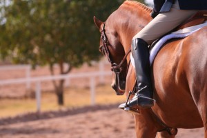 Dressage Chestnut Pic