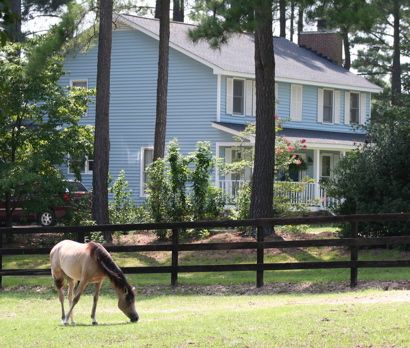 Paradise Cay Arabians