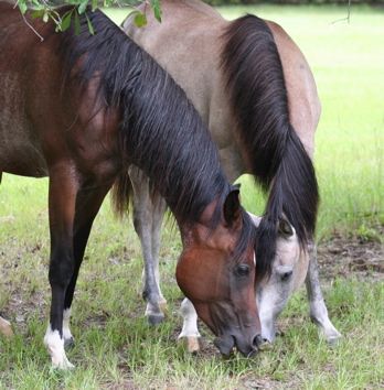 Paradise Cay Arabians