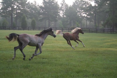 Paradise Cay Arabians