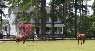 Paradise Cay Arabians